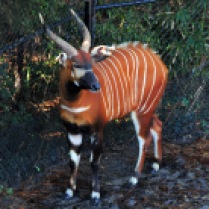 Choose the animal you'd like to create a Taxidermy bust of; in my case it's a Bongo <3